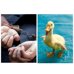 Сот аткаруучу өрдөк этинен “күйүп кетти”. УКМК аны кармады