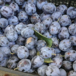 Ала-Бука районунда чарбаларды ирилештирүү боюнча регионалдык кооператив түзүү демилгеси көтөрүлүүдө