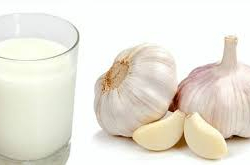 Чеснок менен сүт кайнатмасы-көп дартка даба
