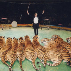 Видео – Египеттик циркач эл аралык сынактарга Кыргызстандын атынан  чыгабы?