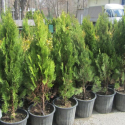 10 миллион көчөт отургузуу үчүн элден акча чогултулууда