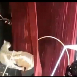 ВИДЕО- Цирктеги сүлөөсүн дрессировщикке кол салды