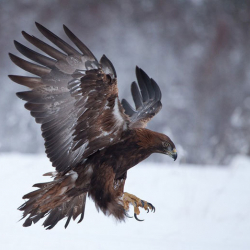 БОЛГОН ОКУЯ: 