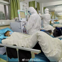 Вирус жуктурган бир жаран жандандыруу бөлүмүнө түштү