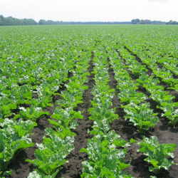 Урожай овощных культур 2020 года продаются в местных рынках республики