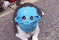 У кошек в Ухане обнаружили коронавирус