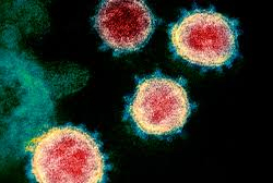 В Португалии число заразившихся коронавирусом достигло 13956 человек