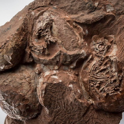 Ученые на синхротроне просветили яйца динозавров