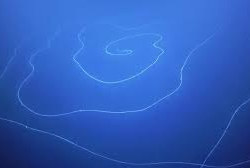 ВИДЕО - В глубинах океана нашли гигантского ядовитого хищника