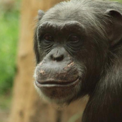 Ученые доказали раннее происхождение человеческого языка