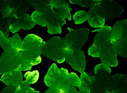 Российские ученые создали растения, светящиеся в темноте