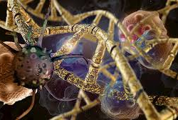 В геномах SARS-CoV-2 найдены мутации, связанные с адаптацией к человеку