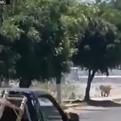 ВИДЕО - Сарайдан качып чыккан жолборстун видеосу талкуу жаратты