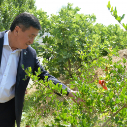 Сооронбай Жээнбеков Араван районундагы жашылча-жемиш өстүрүүчү фермердик чарбанын ишмердиги менен таанышты