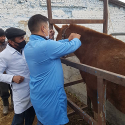 СҮРӨТ - Республика боюнча канча  асыл тукум жылкы катталганы жарыяланды