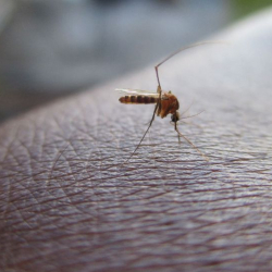 Коронавирусту чиркейден жуктуруп алуу мүмкүнбү? Окумуштуулардын жообу