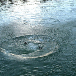 Ысык-Көлдө чөгүп кеткен кишинин сөөгү табылды