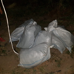 Чүй облусунда күнөсканадан  атайын өстүрүлгөн кара куурай жана анын көчөттөрү  табылды