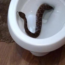 Дааратканага кирген өспүрүмдү жылан чагып алды