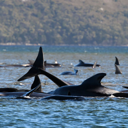 ВИДЕО - Австралияда 400дөй дельфин жээкке чыгып өлдү