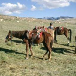 Ысык-Көлдө «Каркыра» текшерип өткөрүү пунктун жабуу сунушталды