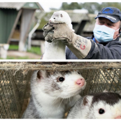 Коронавирустун жаңы түрү адамдарга жаныбарлардан жуга баштады