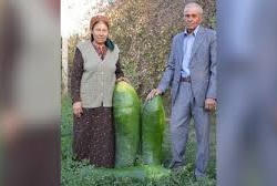 27 кг салмактагы бадыраң өстүргөн дыйкан