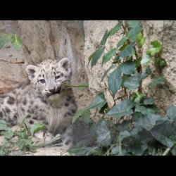 ВИДЕО - Таластын тургуну сейрек кездешүүчү ак илбирстин эки күчүгү менен болгон жолугушуусун видеого тартып алды