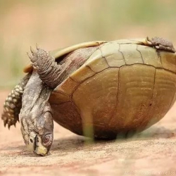 Ташбаканы адамдар эмнеге 