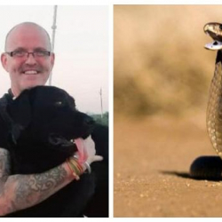 Үч жолу вирус жуктуруп араң айыккан адамды эми кобра чагып алды