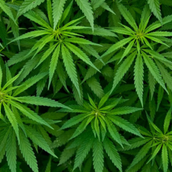 Үйүнөн 8 килограммдан ашык марихуананы сактаган жаранга өкүм чыкты