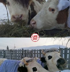 Уйлар арасында сулуулук сынагы өттү