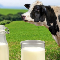 Сүт азыктарынын зыяны