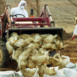 Индияда куш тумоосунан миңдеген канаттуулар кырылууда