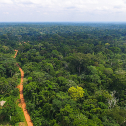 Акыркы отуз жылдын ичинде планетада 420 миллион гектар токой жок кылынды