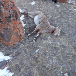 Ошто Кызыл китепке кирген кийикти атып, мыйзамсыз аңчылык кылып жүргөн жаран кармалды