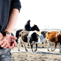 ИИМ: Мал уурулукту болтурбоо жана эскертүүгө багытталган ыкчам жана  алдын алуу иш-чаралары  ар дайым  жүргүзүлүүдө