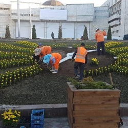 Бишкектин көчөлөрүнө 1 миллион 400 миң гүл отургузулат