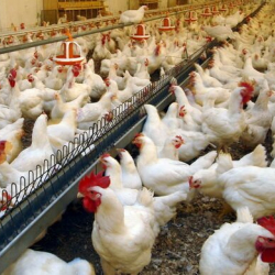 Борбор Азиядагы эң ири тоок фабрикасы курулууда