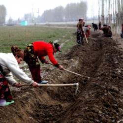 Дыйкан-фермерлер жеңилдетилген кредитти кантип кайдан алса болот?