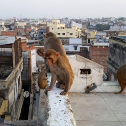 Маймылдар жаңы төрөлгөн эгиз ымыркайларды уурдап кетишти