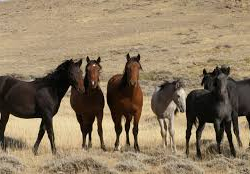 Кыргызстанга жылкыларды мыйзамсыз алып кирүүгө аракет кылгандар аныкталды