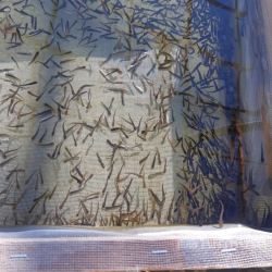 Орто-Токой суу сактагычына 1 миллионго жакын чабак кое берилди