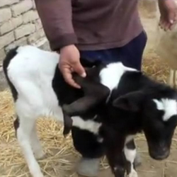 ВИДЕО - Шумдугуң кур! Канаты бар музоо туулду