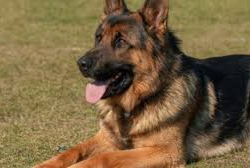 Жаныбарлар корнавируска каршы тесттен өтөт