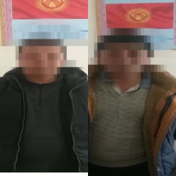 2 жаран өз каалоолору менен 