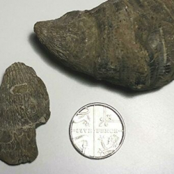 Шестилетний британец искал червей, а нашел коралл палеозойской эры