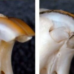 В Японии нашли способ вырастить потерянные зубы