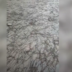 ВИДЕО - Шумдугуң кургур! Арсланбапта кар менен кошо сөөлжан жаады