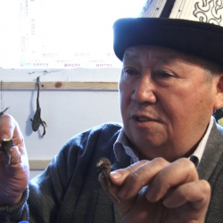 ВИДЕО - Дүйшөн Чомоев, элдик даарыгер: “Киста, миоманы дарылоодо уу коргошун колдоном”